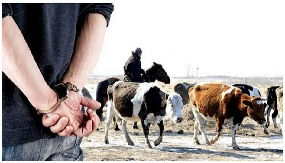 Ош облусунун прокуратурасы тарабынан 2025-жылдын 9 айына карата областтын аймагында мал уурулук фактылары боюнча козголгон кылмыш иштерге талдоо жүргүзүлүп, жыйынтыгы менен төмөндөгүлөр аныкталды.